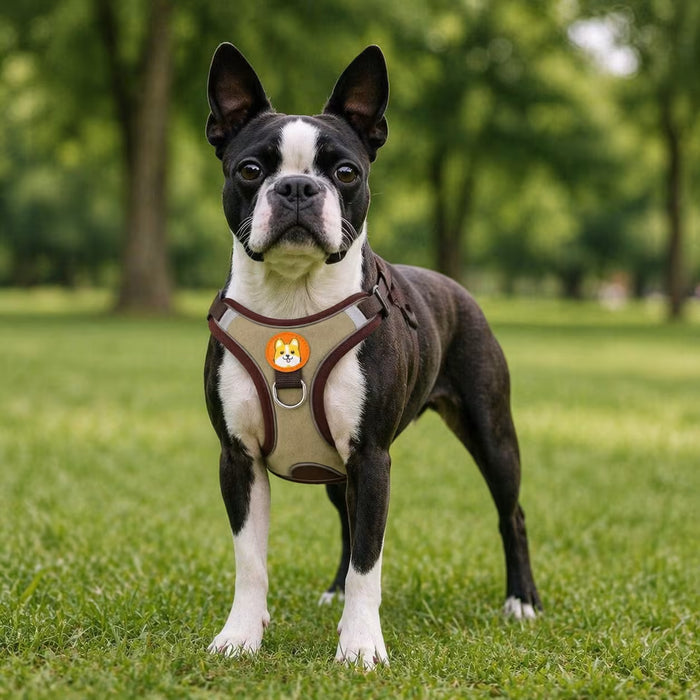 Boston Terrier wearing the ActiveSupport Harness with balanced chest wrap and a structured fit suited to compact, broad-chested builds