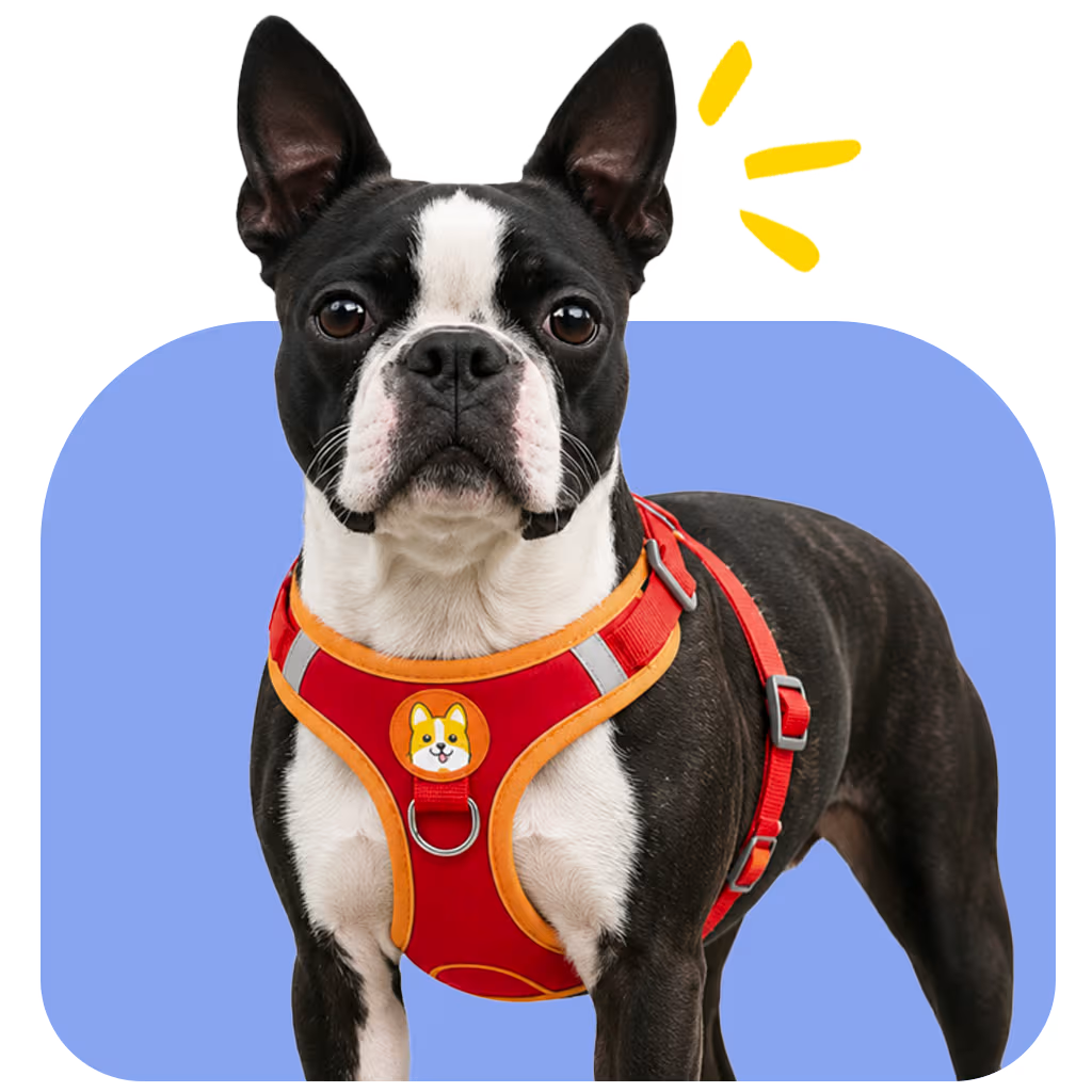 Boston Terrier wearing a red harness, fitted for the breed's athletic build