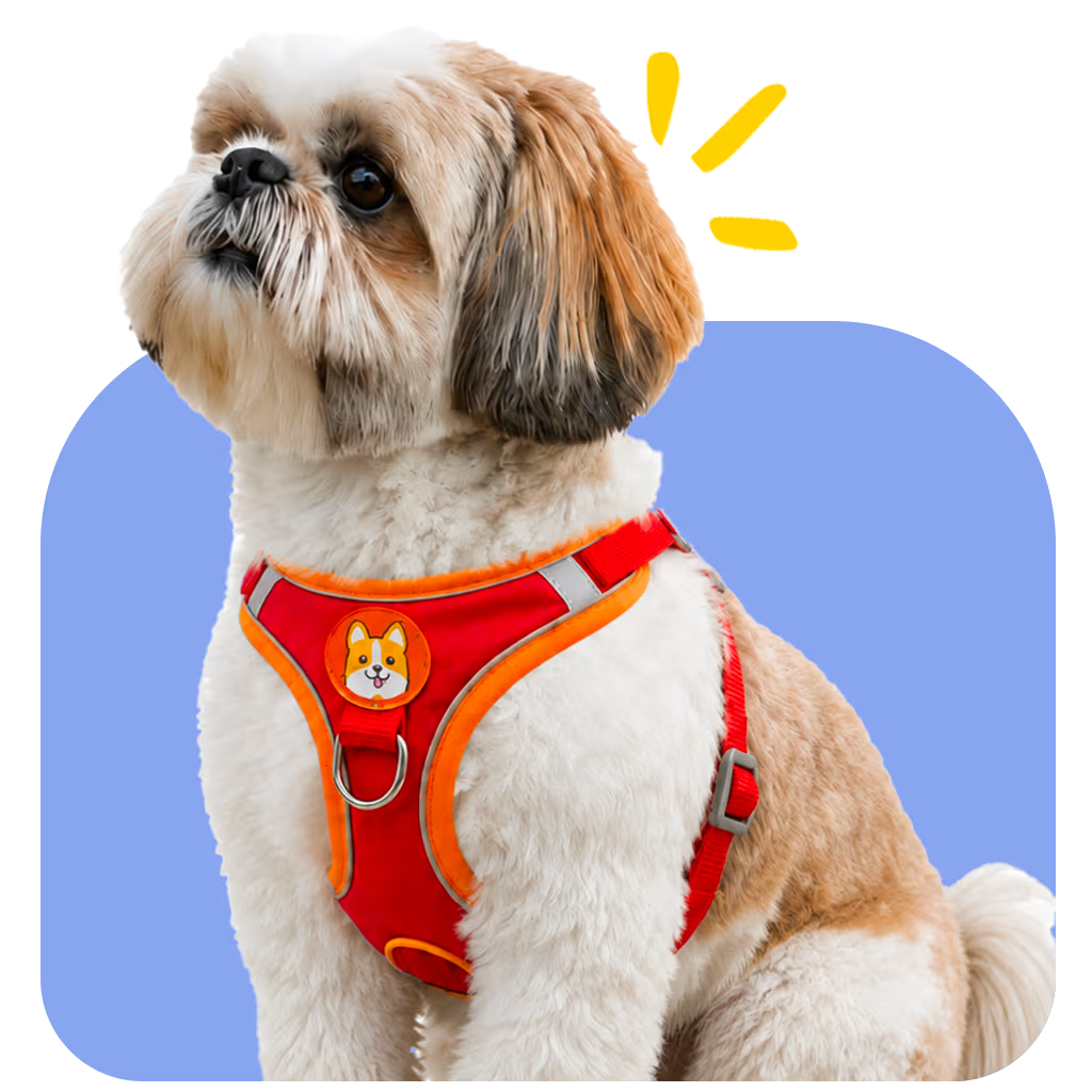 Shih Tzu wearing a red no-pull harness with reflective straps