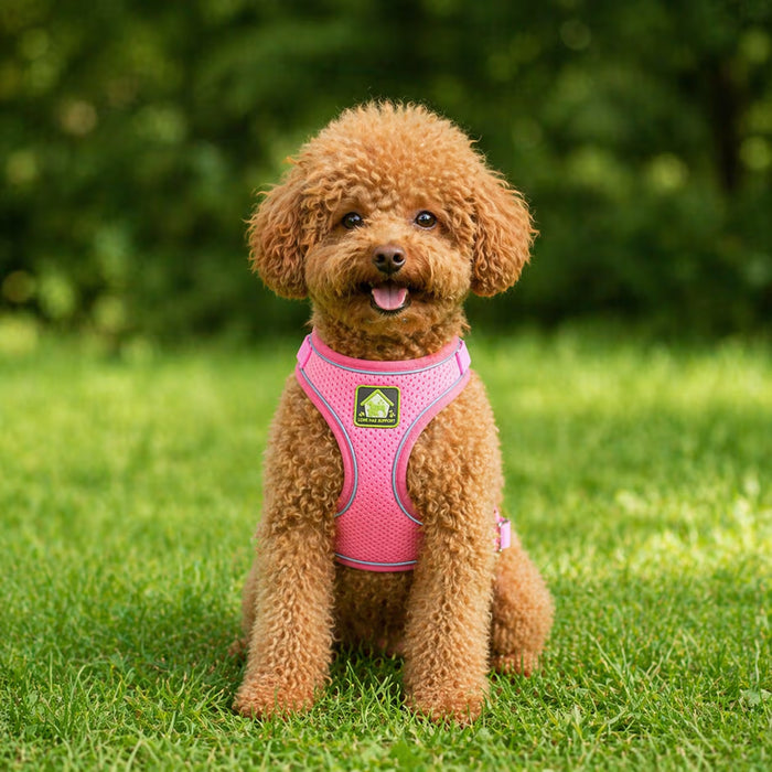 Toy Poodle wearing the BreezeVest Harness with lightweight chest coverage and a breathable fit suited for everyday comfort