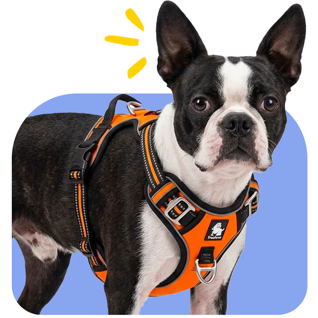 Small dog wearing a structured orange no-pull harness with front clip