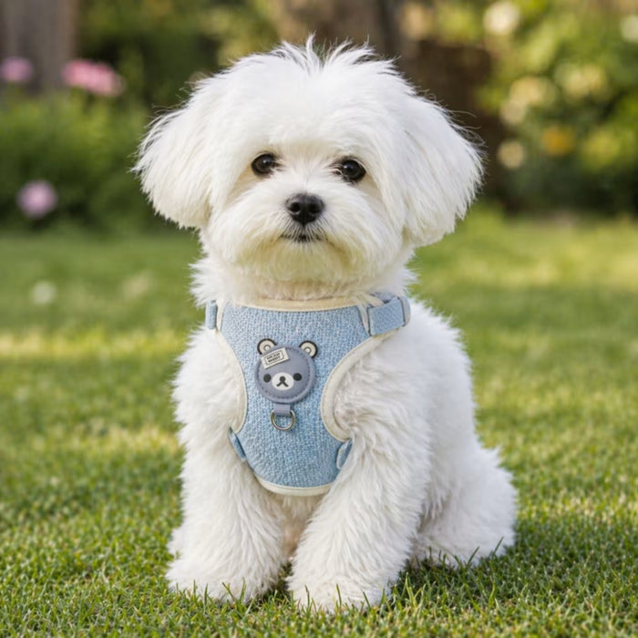 Maltese wearing the CozyBear Harness with soft chest wrap and a gentle, comfortable fit for everyday support