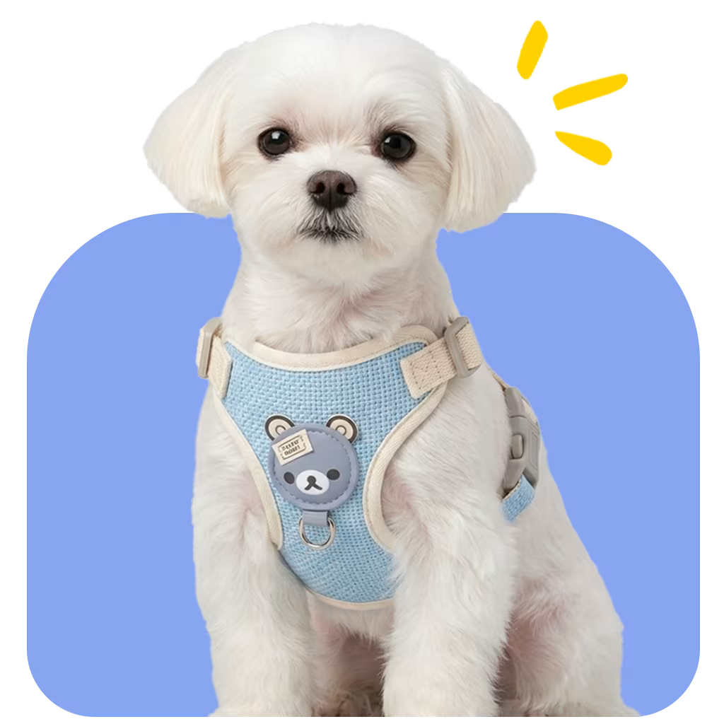 Maltese wearing a soft blue vest harness with a teddy bear patch