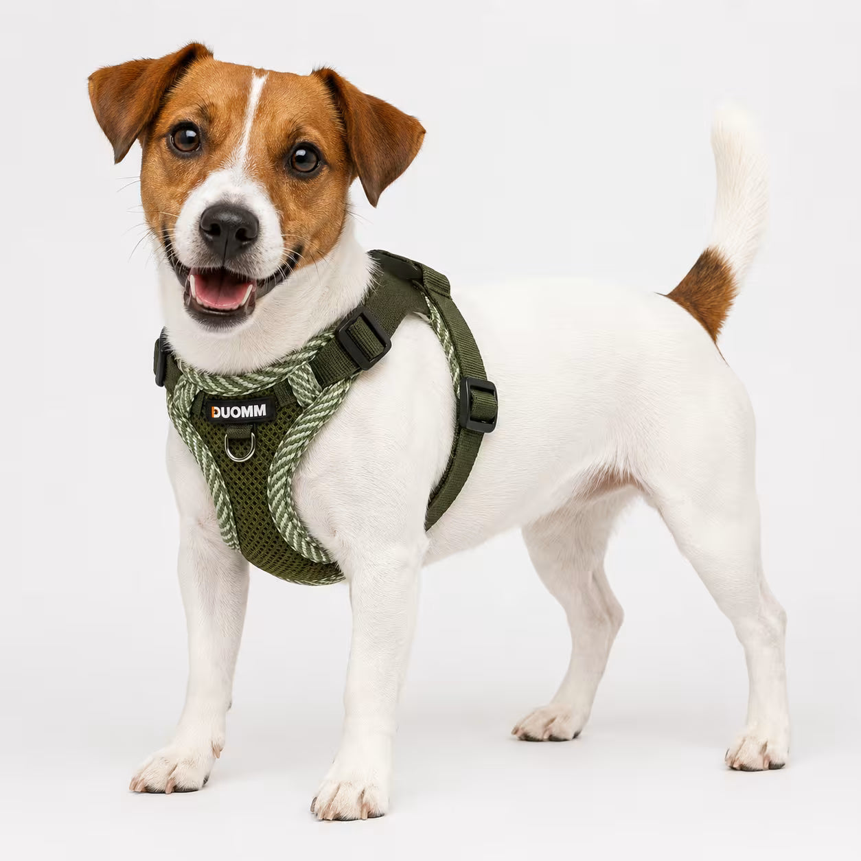 Jack Russell Terrier wearing the AirFlex Harness in olive green with woven cord trim and a front D-ring.
