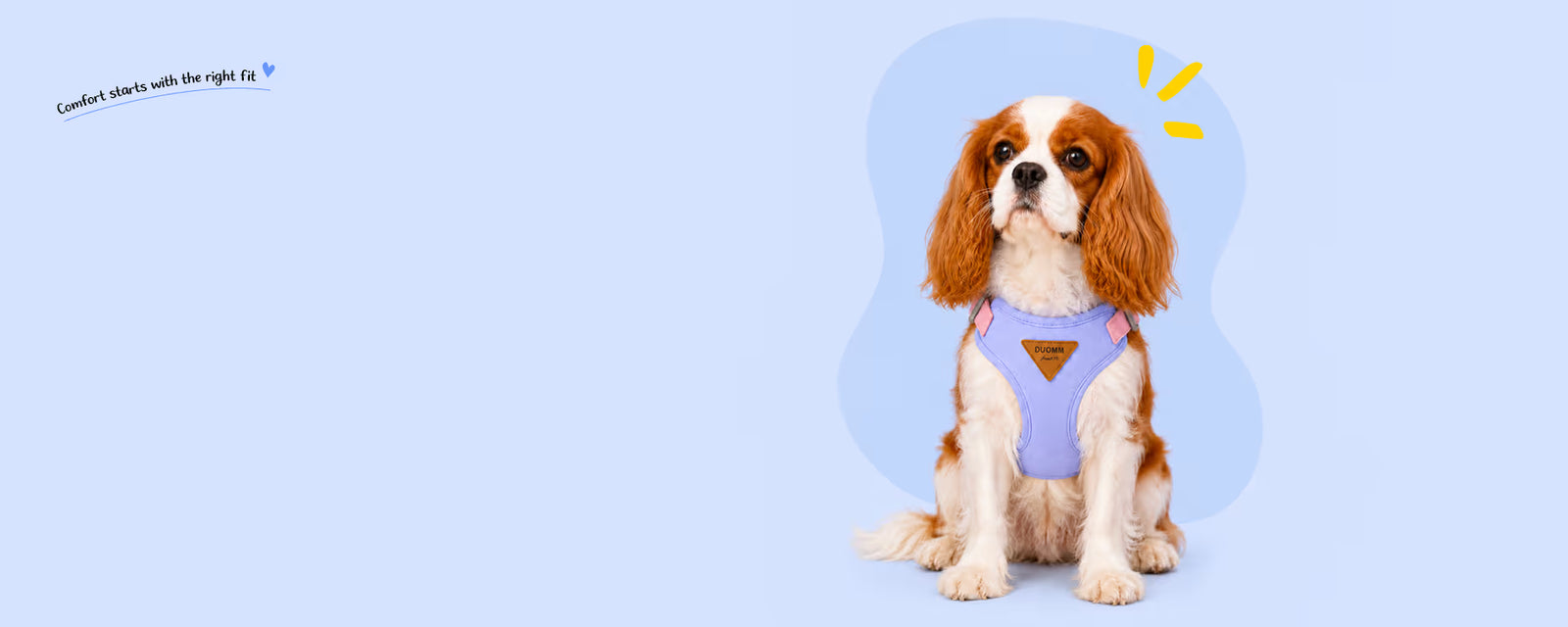 Cavalier King Charles Spaniel sitting and wearing a purple vest harness for small dogs on a light blue background