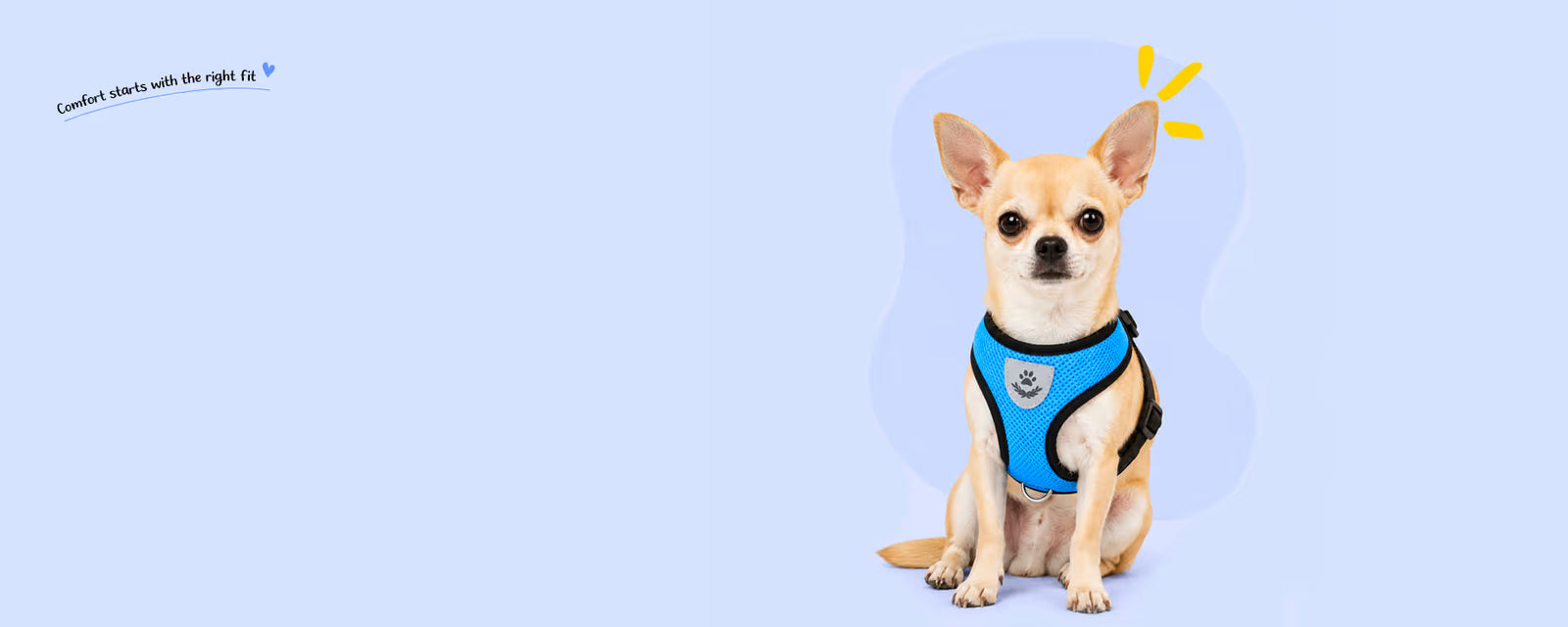 Chihuahua sitting and wearing a blue mesh harness for small dogs on a light blue background