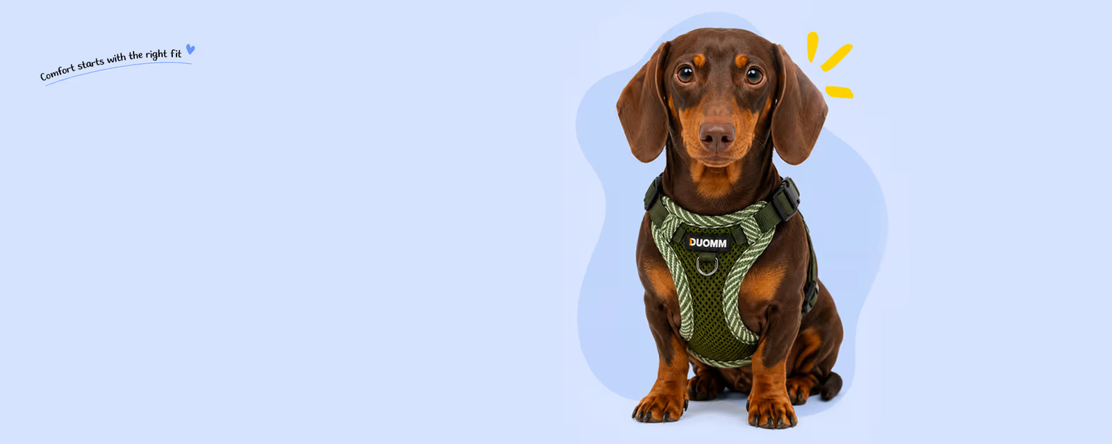 Dachshund sitting and wearing a green mesh harness for small dogs on a light blue background