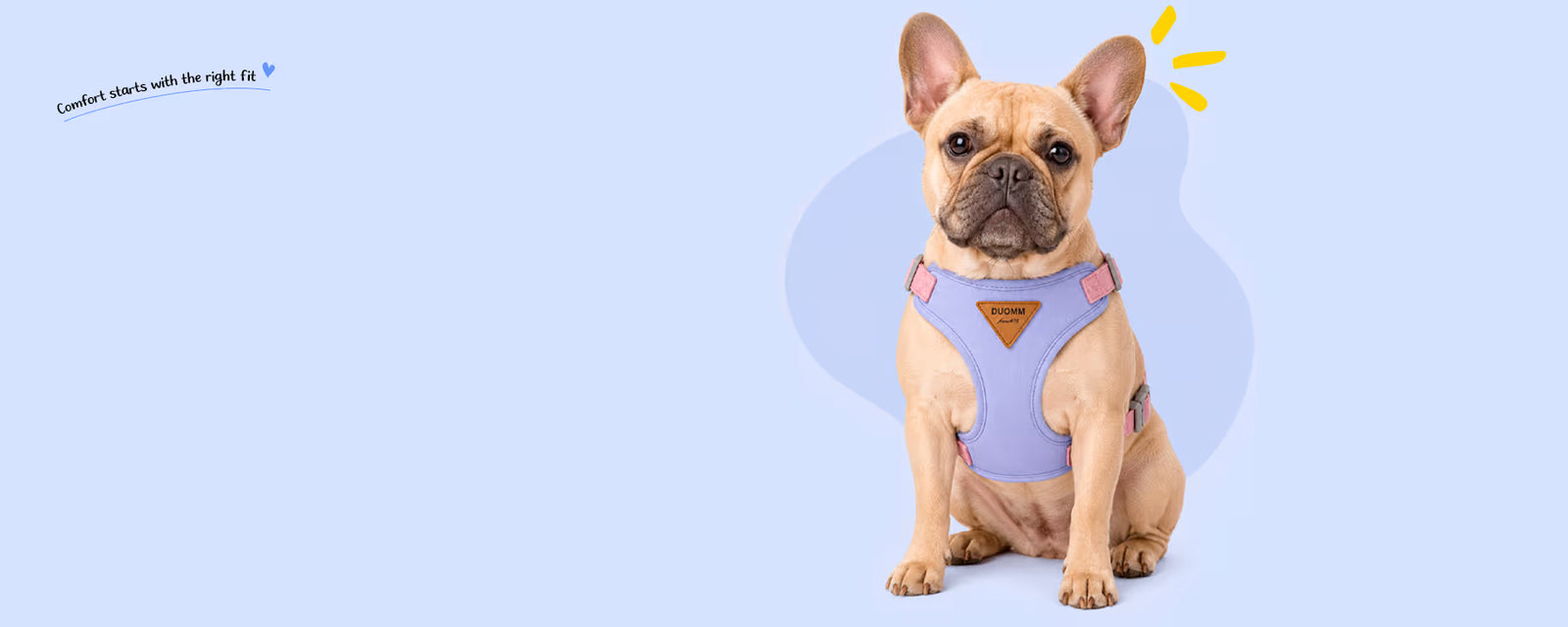 French Bulldog sitting and wearing a purple Frenchie vest harness for small dogs on a light blue background