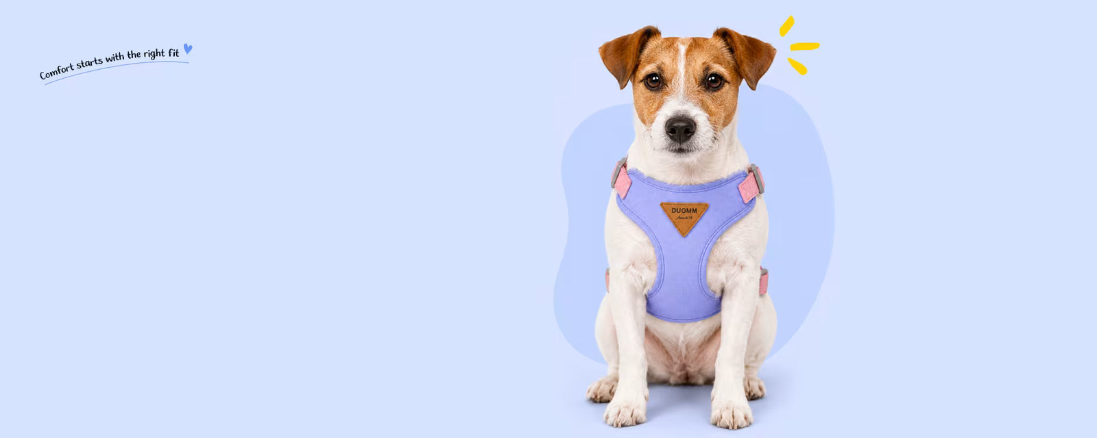 Jack Russell Terrier sitting and wearing a purple vest harness for small dogs on a light blue background
