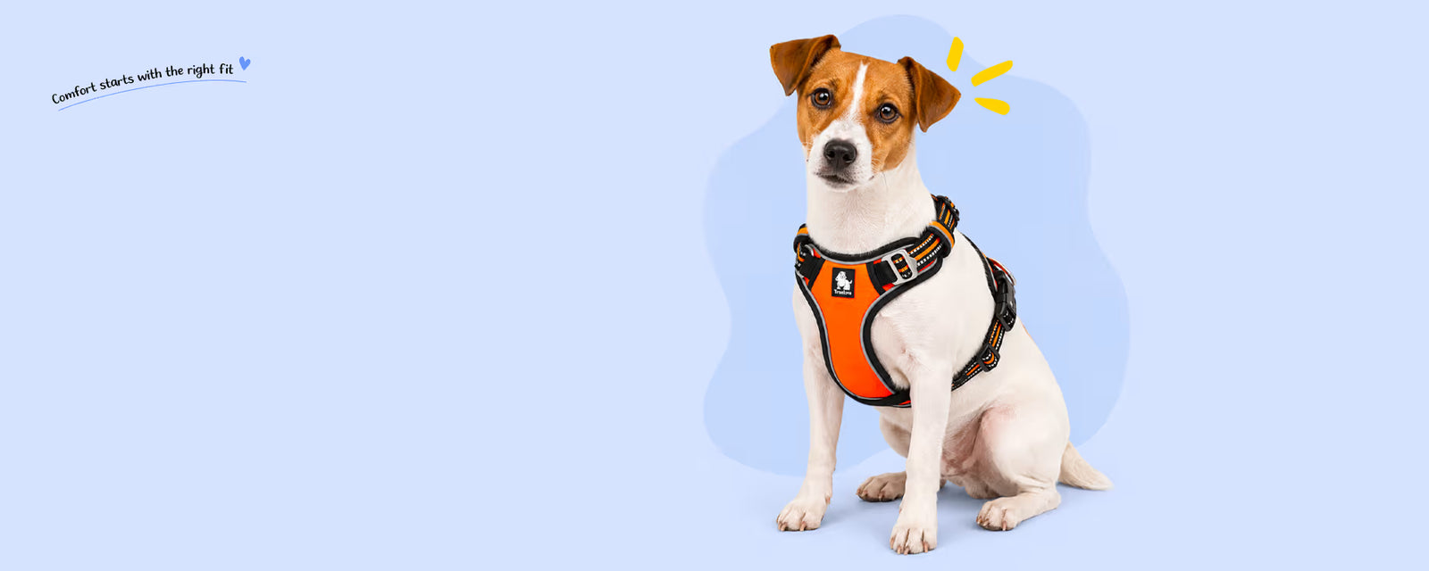 Jack Russell Terrier sitting and wearing an orange no-pull harness for small dogs on a light blue background