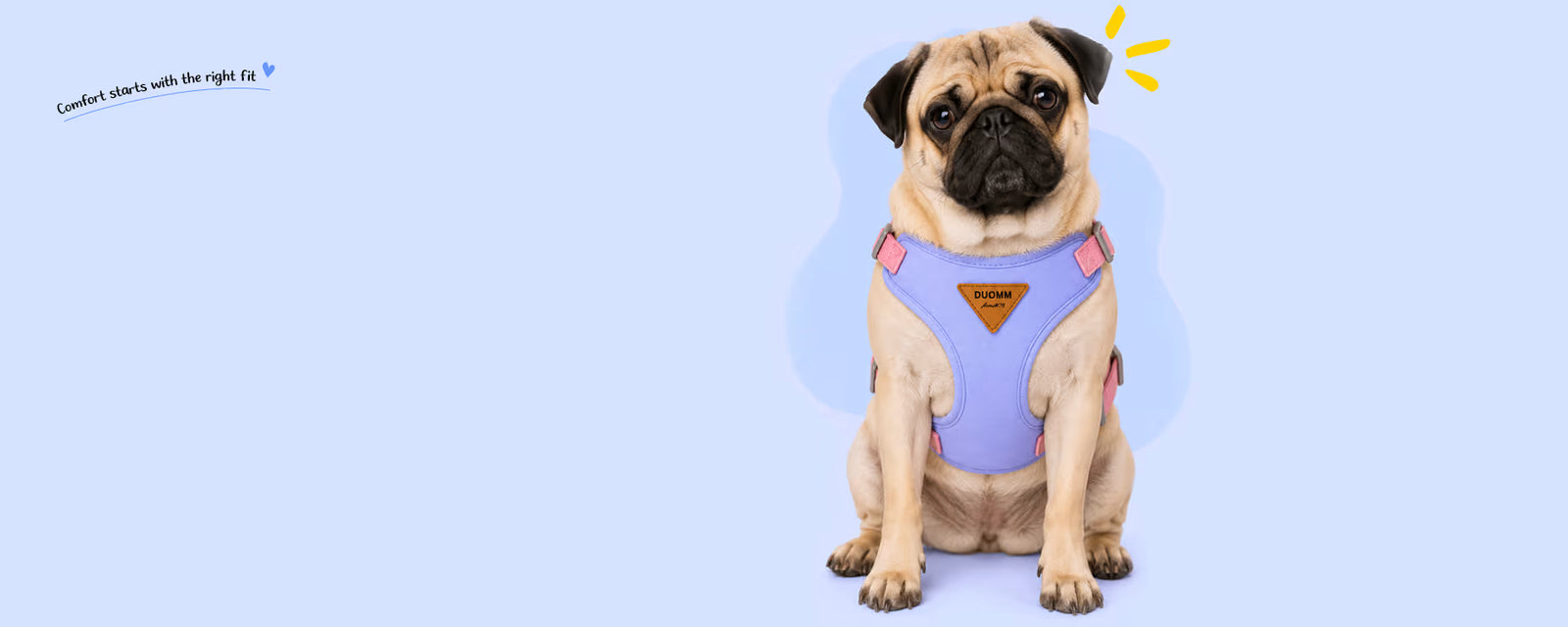 Pug sitting and wearing a purple vest harness for small dogs on a light blue background