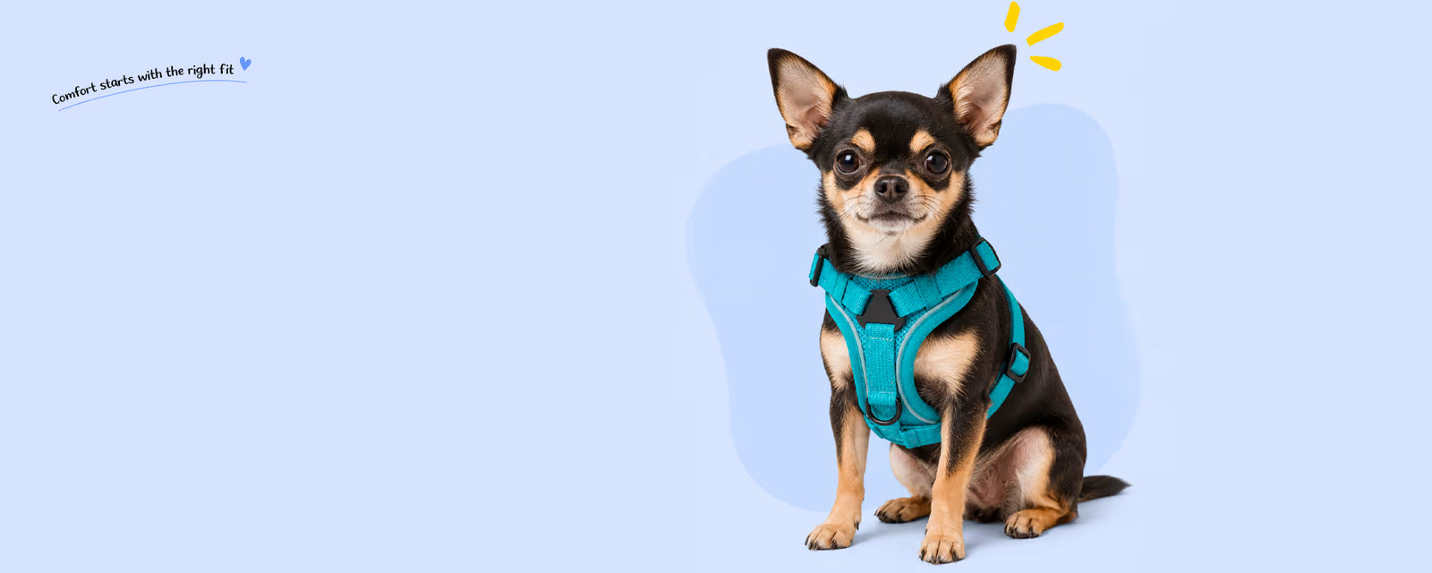 Tiny black and tan Chihuahua sitting and wearing a teal XXS harness for extra small dogs on a light blue background