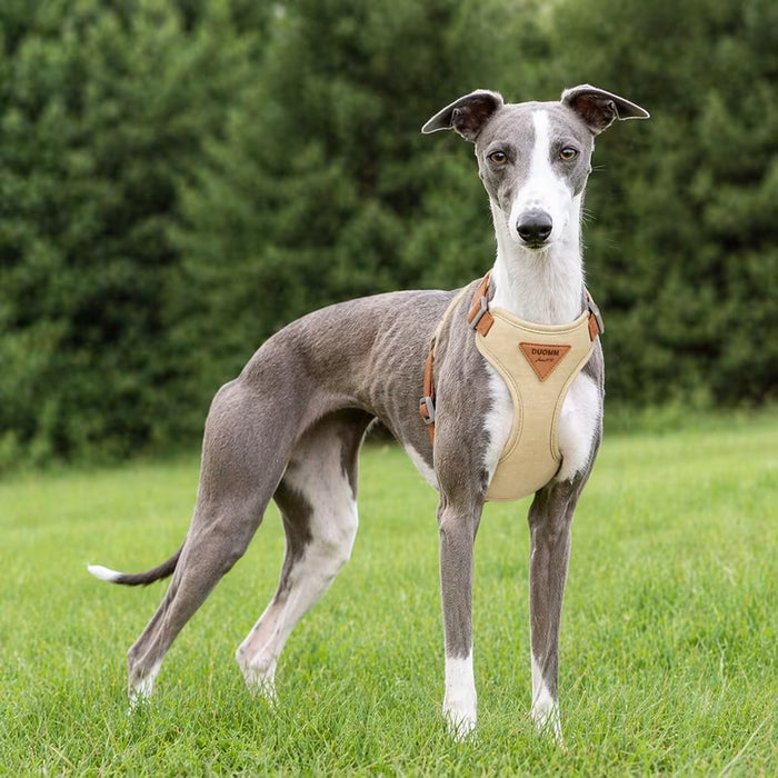 Italian Greyhound wearing the SmoothWrap Harness with even wrap coverage and a lightweight fit adapted to a long, slender frame