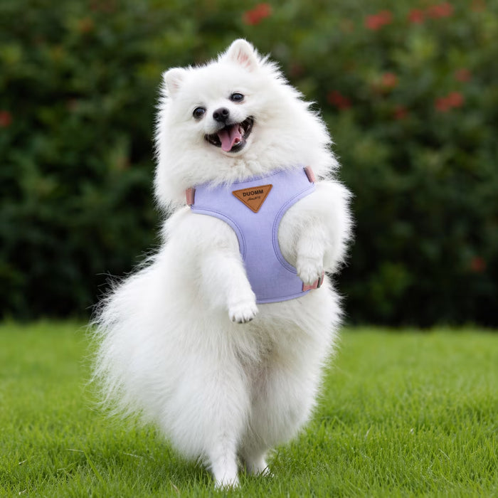 Pomeranian wearing the SmoothWrap Harness with even body coverage and a lightweight wrap fit suited to a fluffy small frame