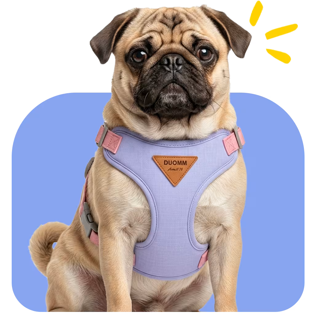 Pug wearing a lavender no-pull harness with wide padded chest panel