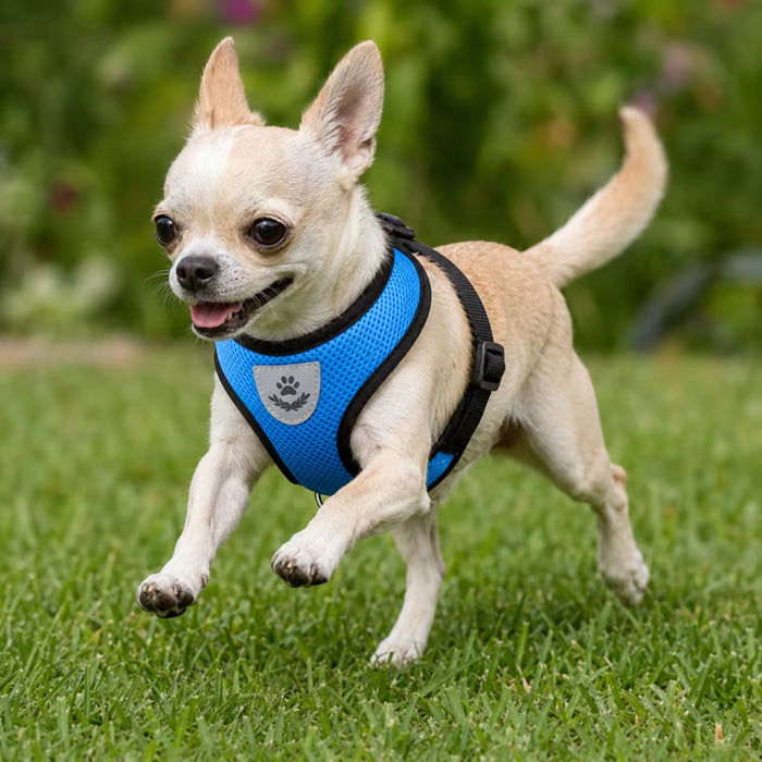 Chihuahua wearing the SoftVest Harness with a lightweight extra small fit and secure support while running on the grass