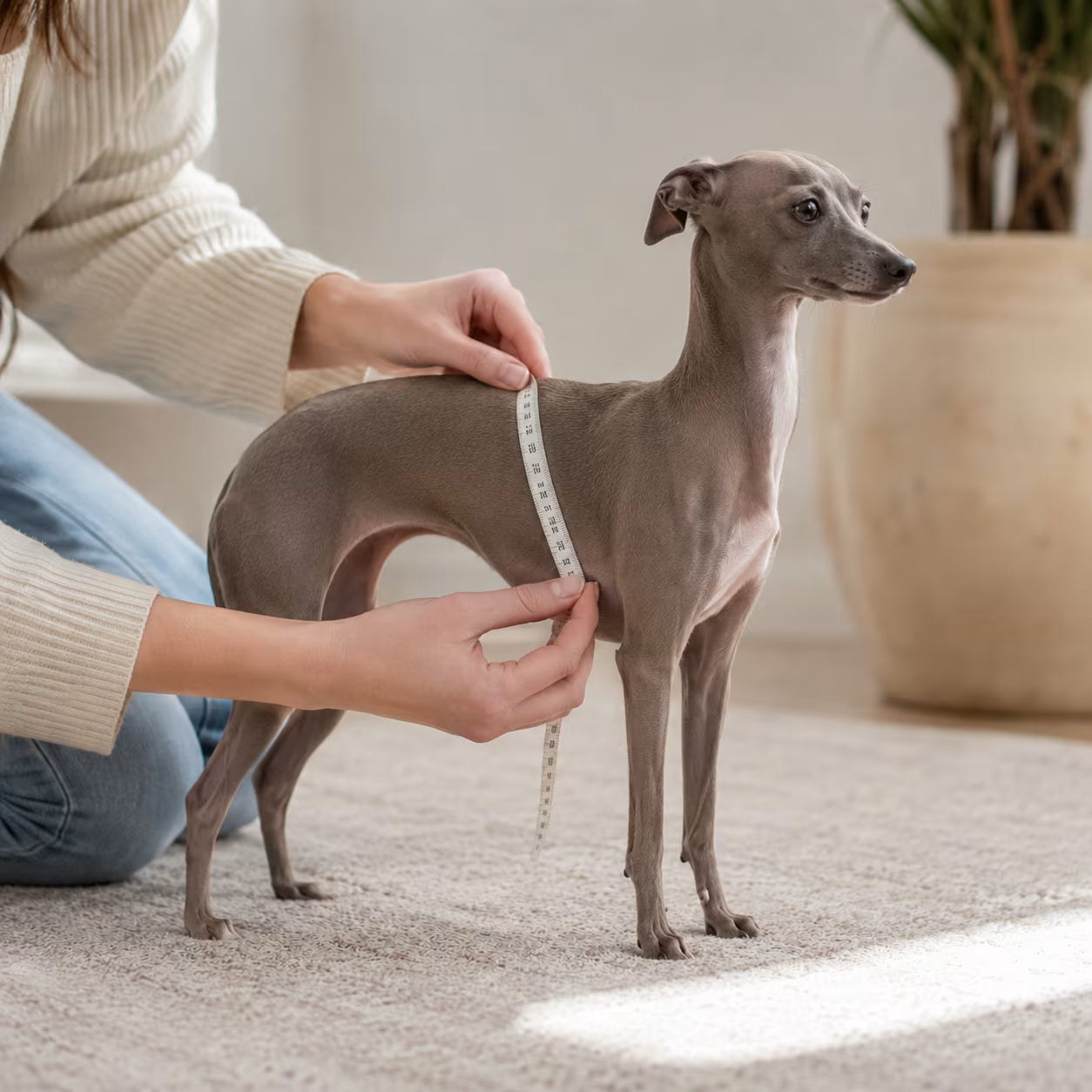 How to Measure a Small Dog for a Harness