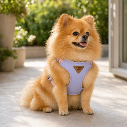 How to Fit a Small Dog Harness: Sizing Guide for Every Body Type