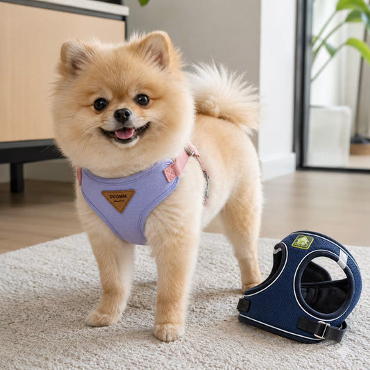 What Size Harness Does a Small Dog Need?