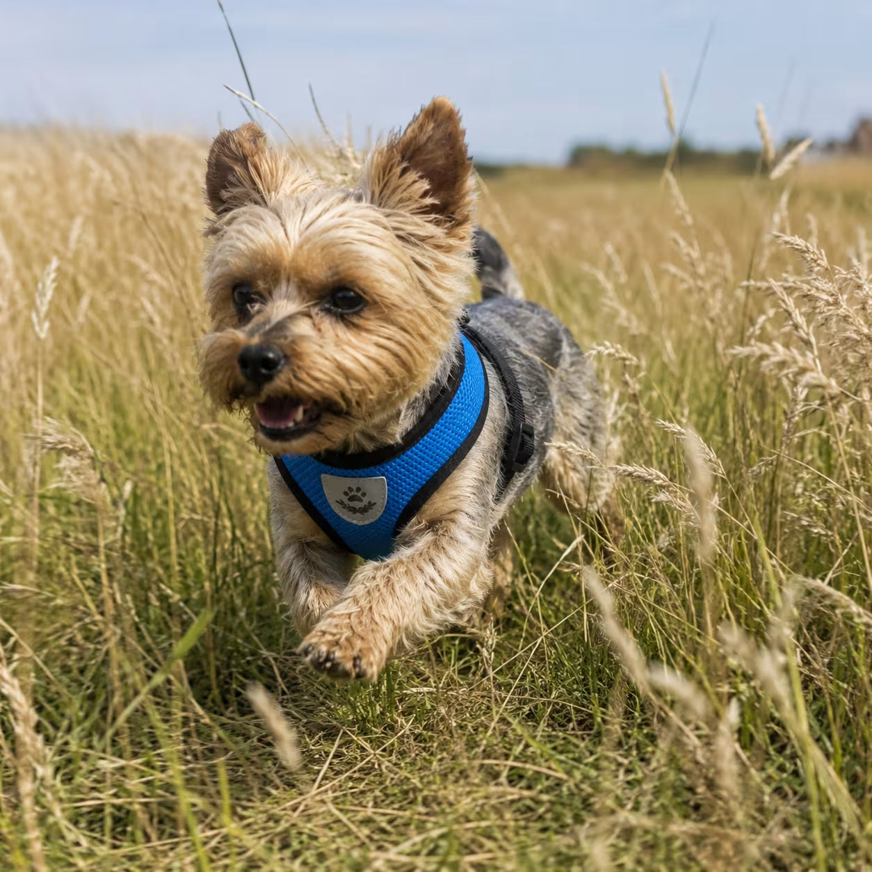 What Size Harness for a Yorkie? Complete Fit Guide