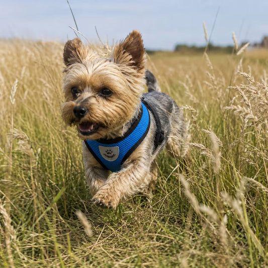 What Size Harness for a Yorkie? Complete Fit Guide