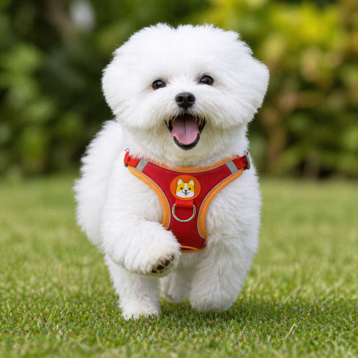 Bichon Frise wearing the ActiveSupport Harness with balanced chest support and a light, secure fit for everyday movement