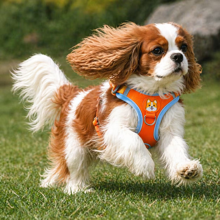 Cavalier King Charles wearing the ActiveSupport Harness with balanced chest support and secure movement for an active everyday fit