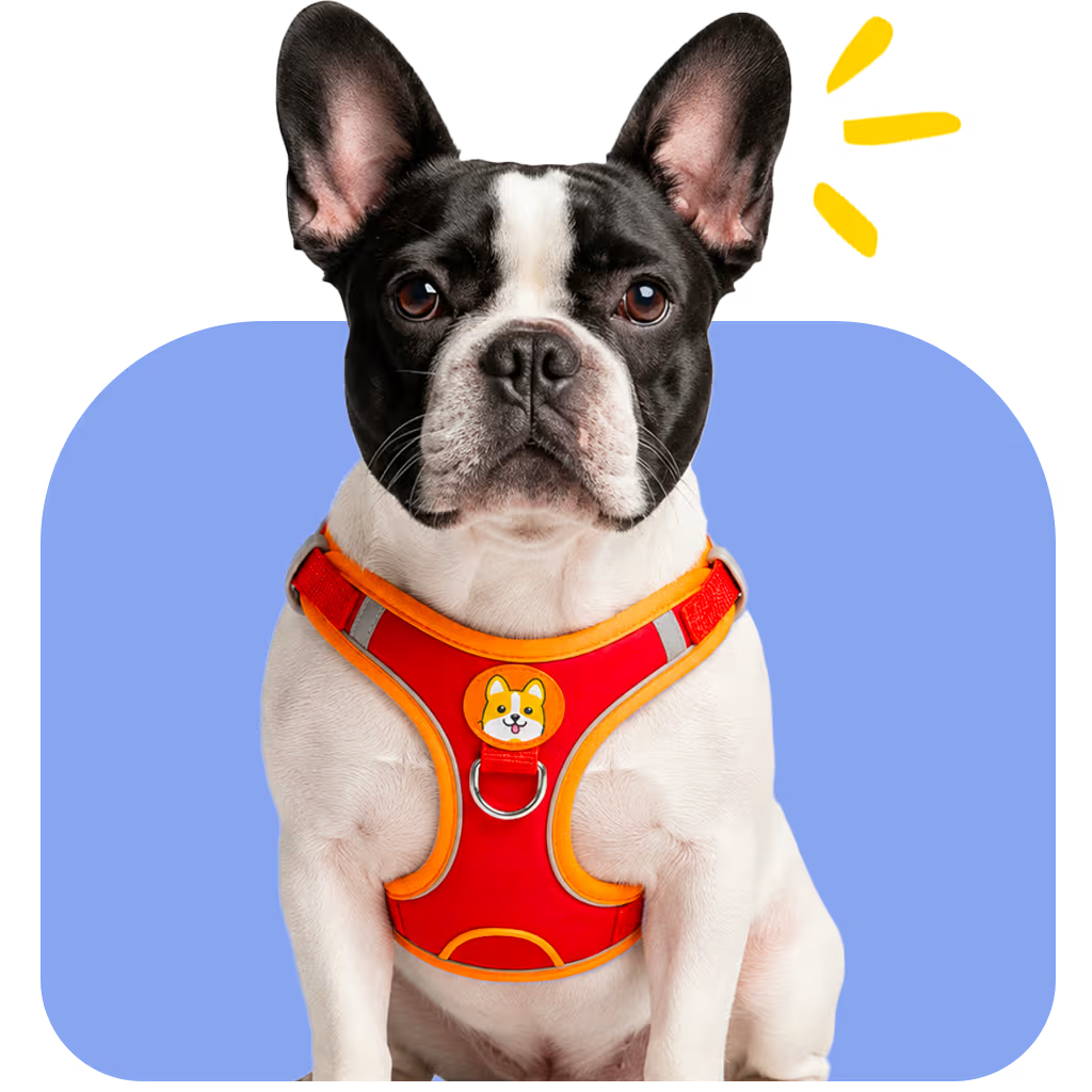 French Bulldog wearing a red Frenchie harness with reflective straps