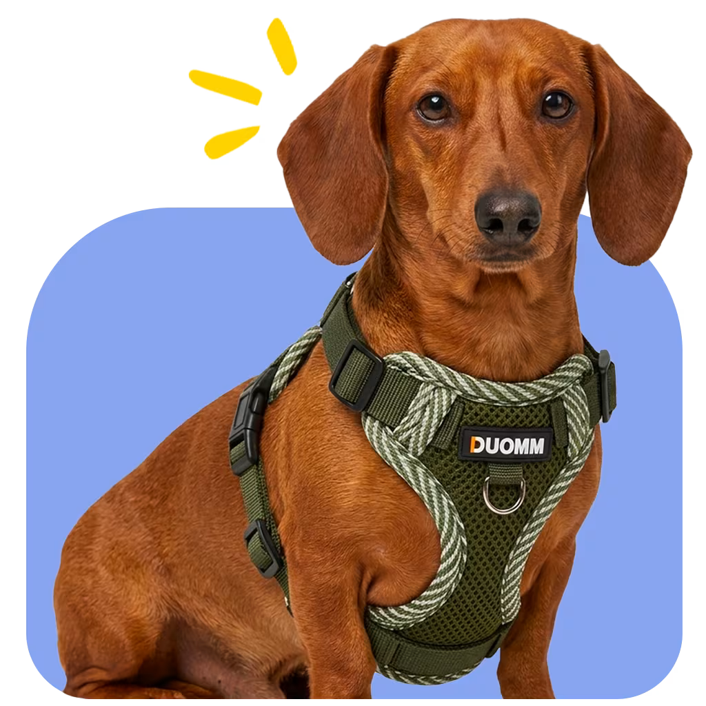 Dachshund in a comfortable back-support harness
