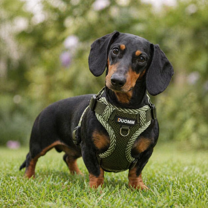 Dachshund wearing the AirFlex Harness with open frame structure and flexible support suited to long body movement