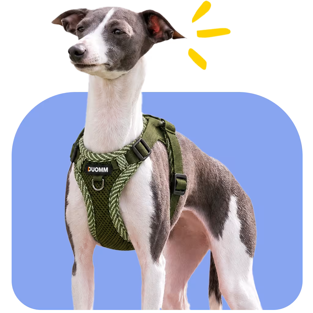 Italian Greyhound wearing a green escape-proof harness on a sighthound body