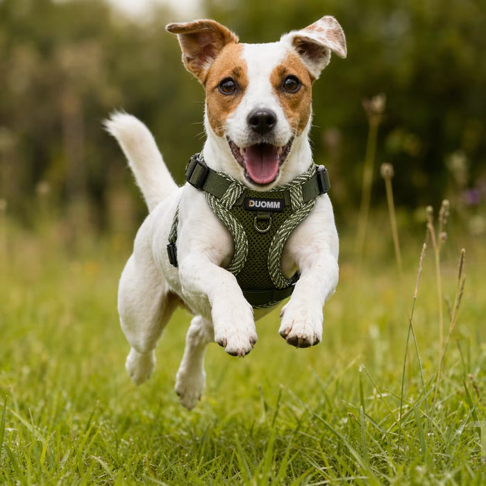 Jack Russell wearing the AirFlex Harness with open chest movement and secure support for fast, agile outdoor activity