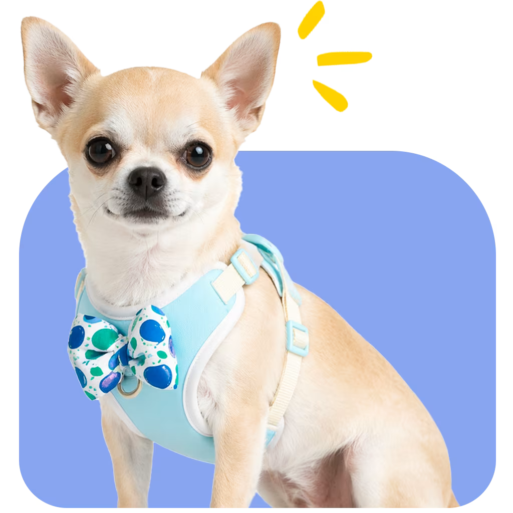Chihuahua wearing the BloomBow Harness in a light blue colorway, showing a soft everyday fit scaled for tiny frames with gentle chest contact and a wearable decorative bow design.
