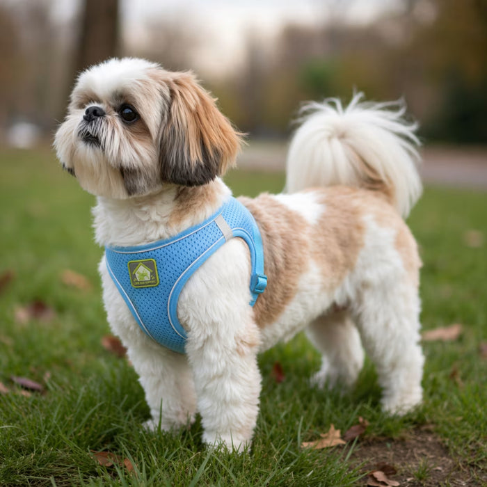 Shih Tzu wearing the BreezeVest Harness with lightweight chest coverage and a soft, breathable fit for everyday comfort