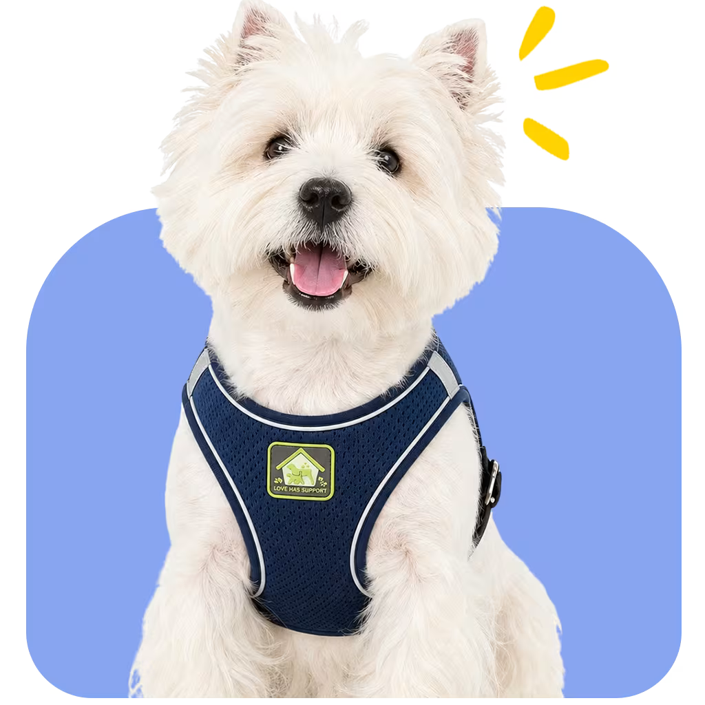 Westie wearing a soft navy vest harness with reflective trim