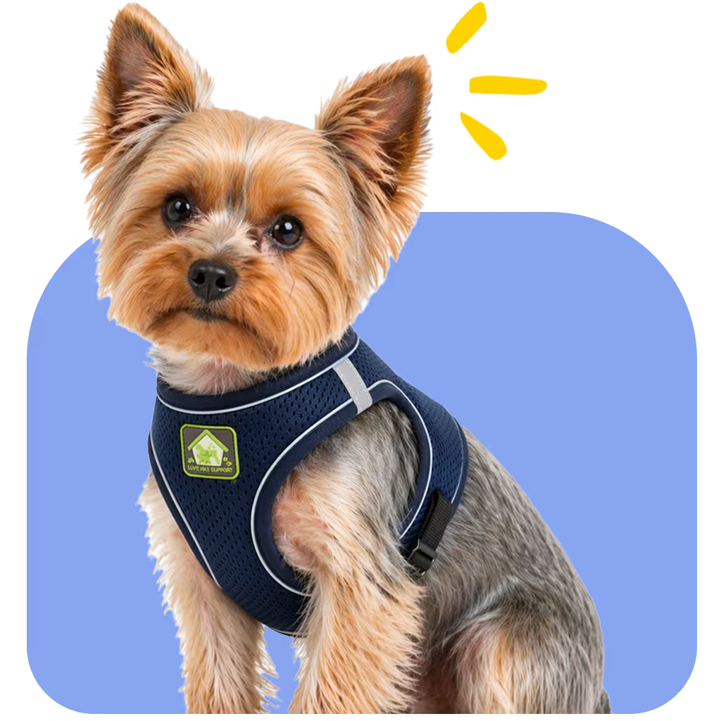 Small dog wearing a navy mesh step-in harness with reflective trim