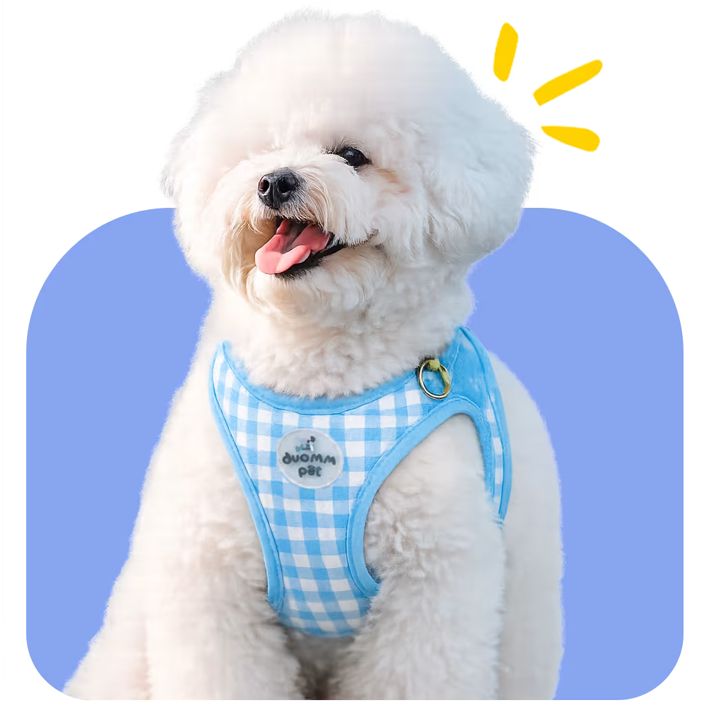 Bichon wearing a gingham harness, fitted for the breed's fluffy coat