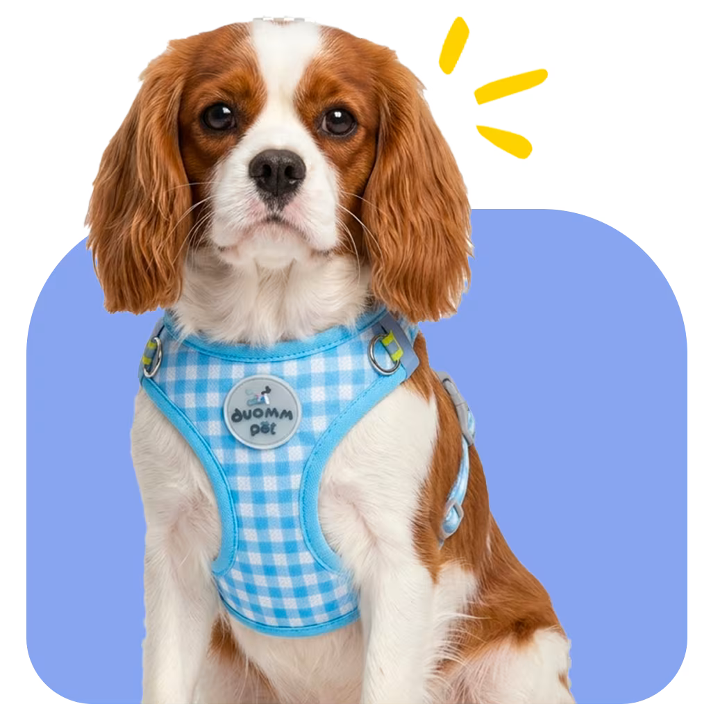Cavalier King Charles Spaniel wearing the blue gingham CharmWrap Harness with soft wrap coverage for gentle everyday comfort
