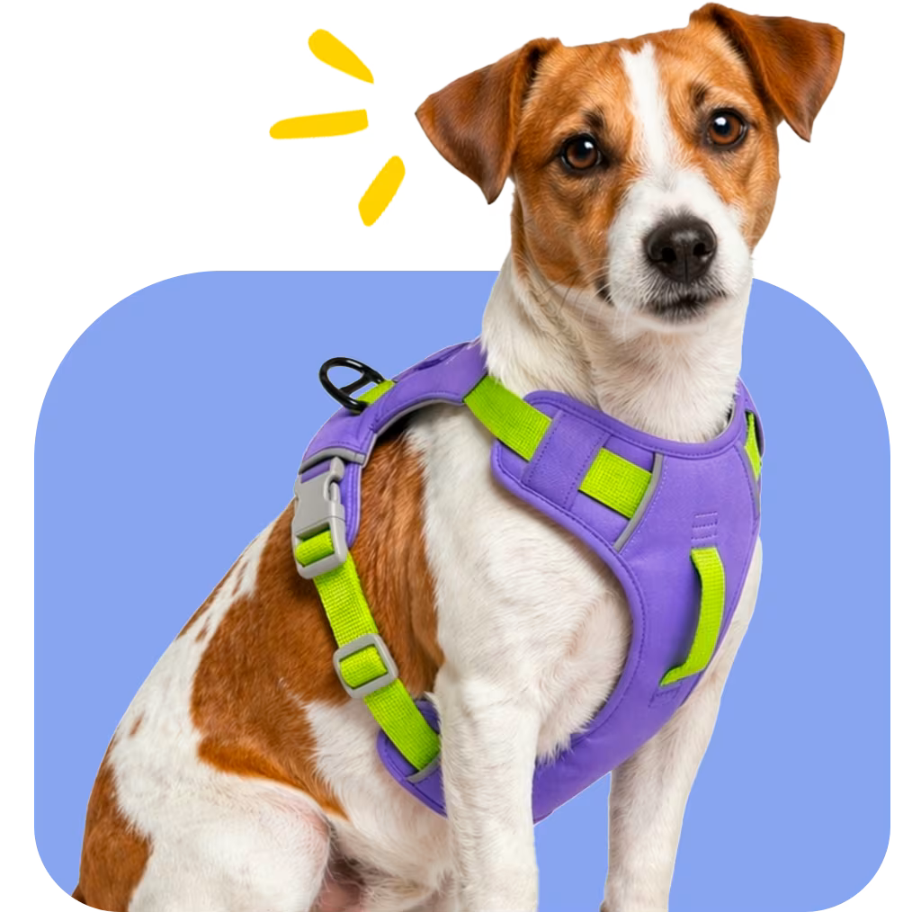 Jack Russell Terrier wearing the ComfortGuard Harness with cushioned wrap coverage and broader body support for everyday small dog comfort