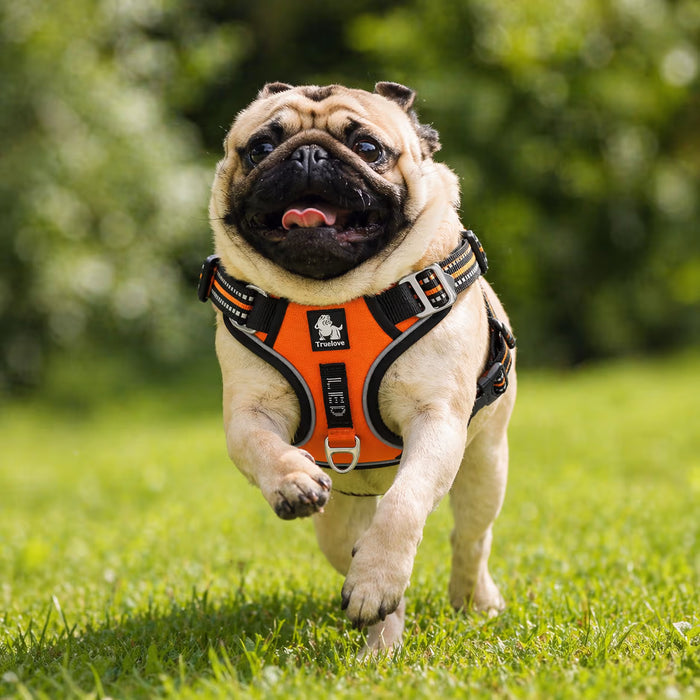 Pug wearing the CoreControl Harness with stable chest coverage and secure adjustment supporting active forward movement outdoors