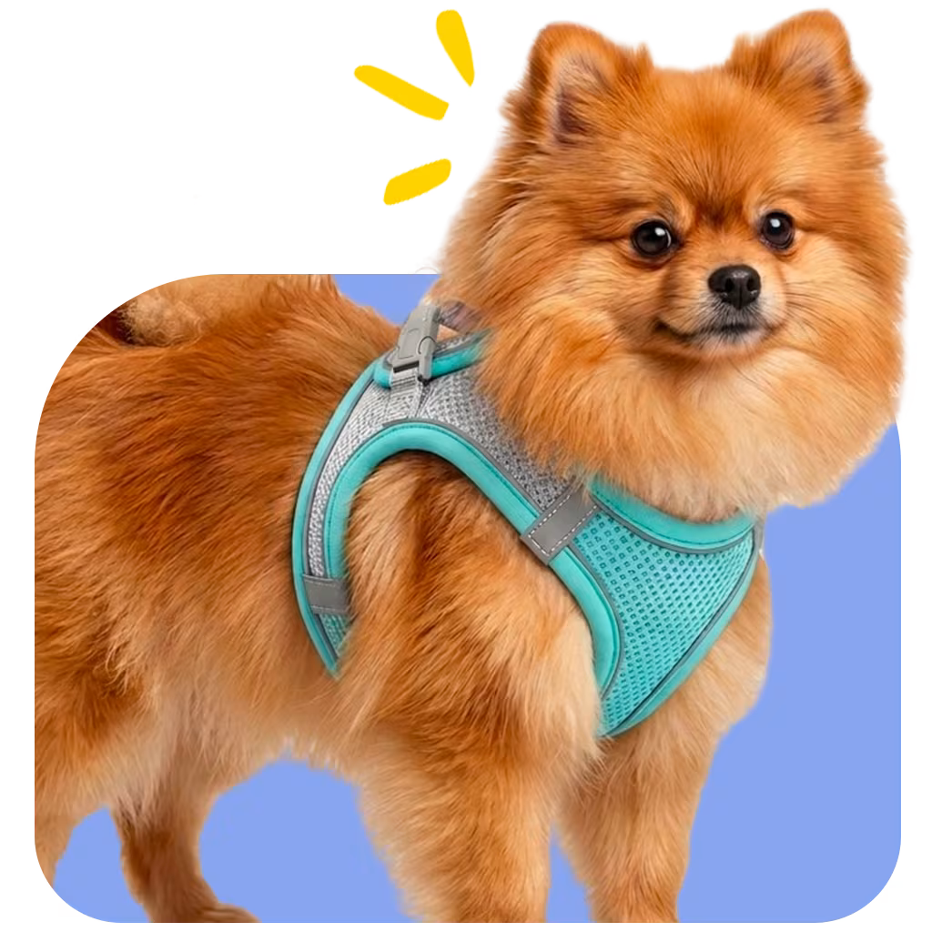 Pomeranian wearing a soft teal mesh vest harness with reflective trim