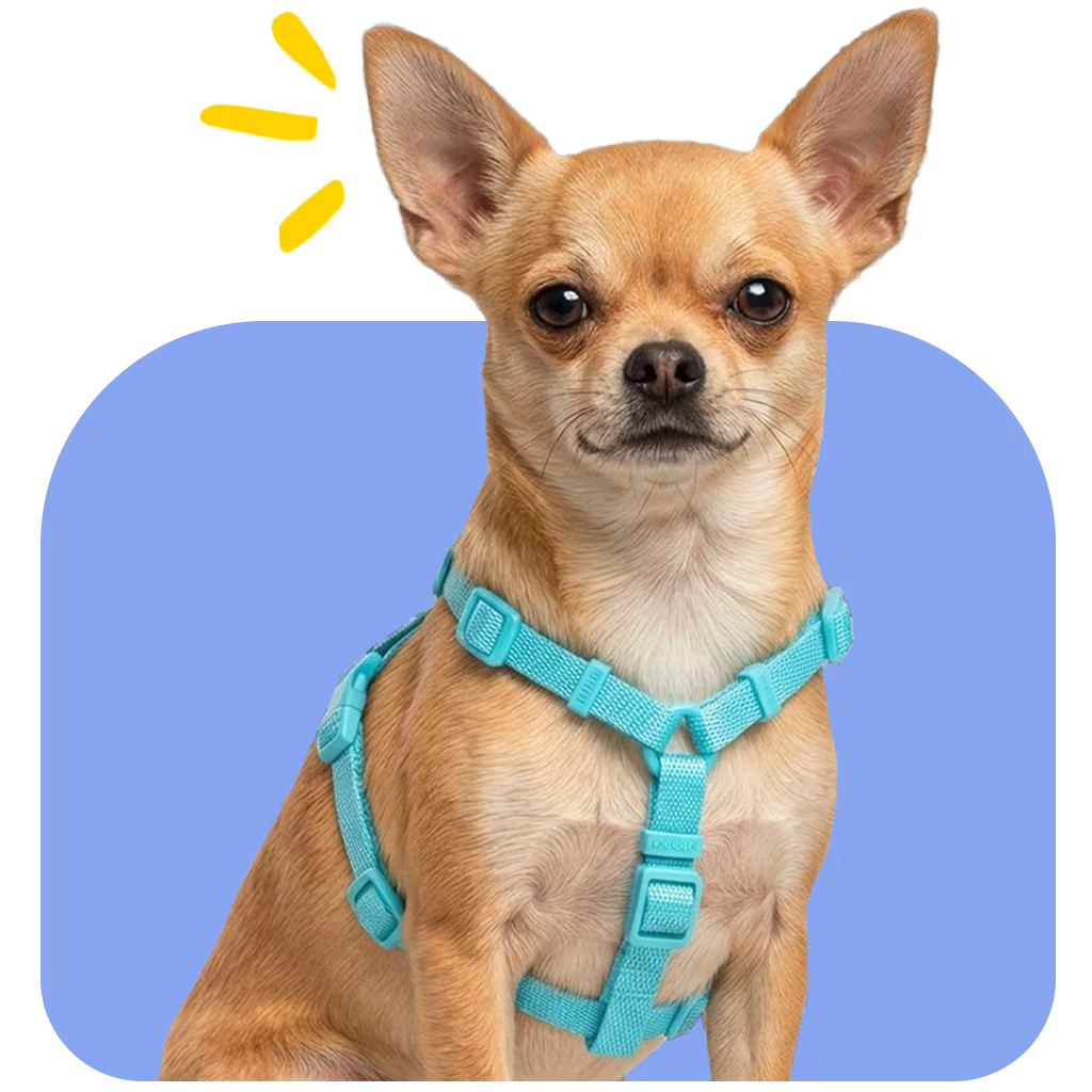 Chihuahua wearing the FlexStrap Harness with a lighter strap-based fit and proportionate coverage for very small frames