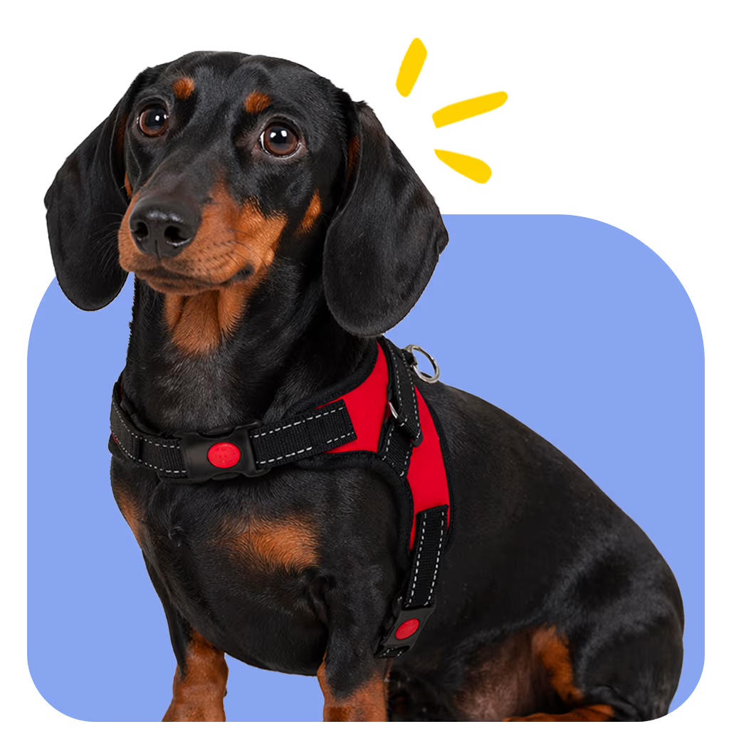 Dachshund wearing the GlideStrap Harness with an open-frame fit, minimal body coverage, and freer movement through each step