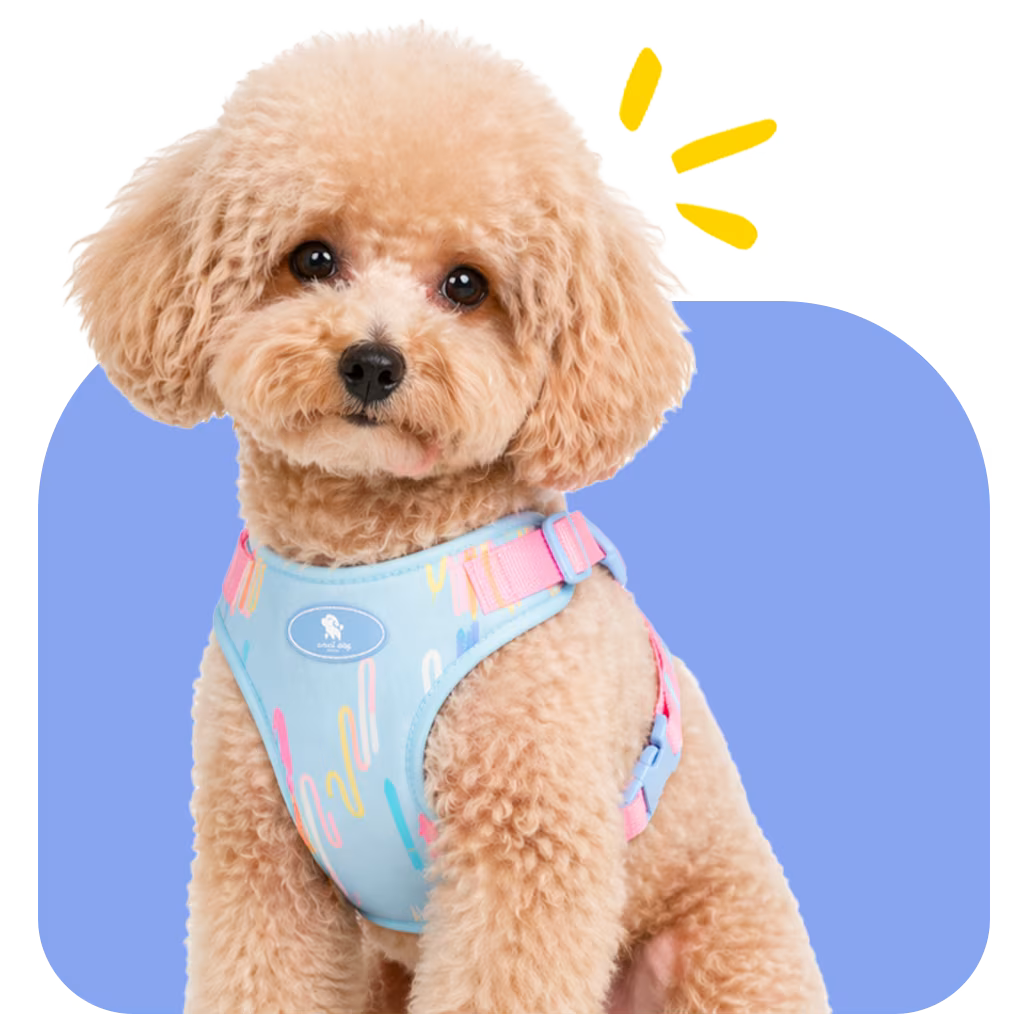 Toy Poodle wearing a soft blue vest harness with pastel print