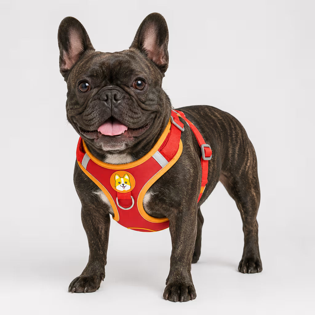 Brindle French Bulldog wearing the ActiveSupport Harness in red and orange with a front D-ring and reflective strap.