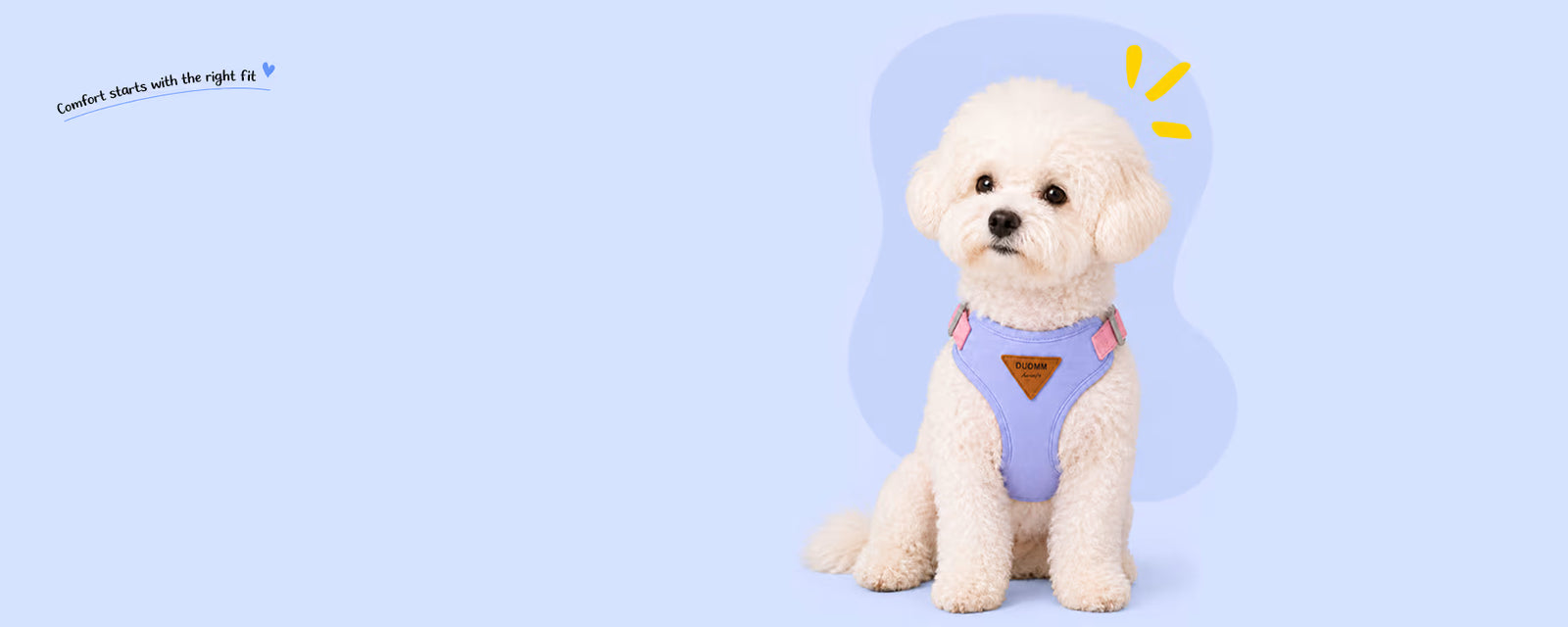 Small white Bichon dog sitting and wearing a purple vest harness for small dogs on a light blue background