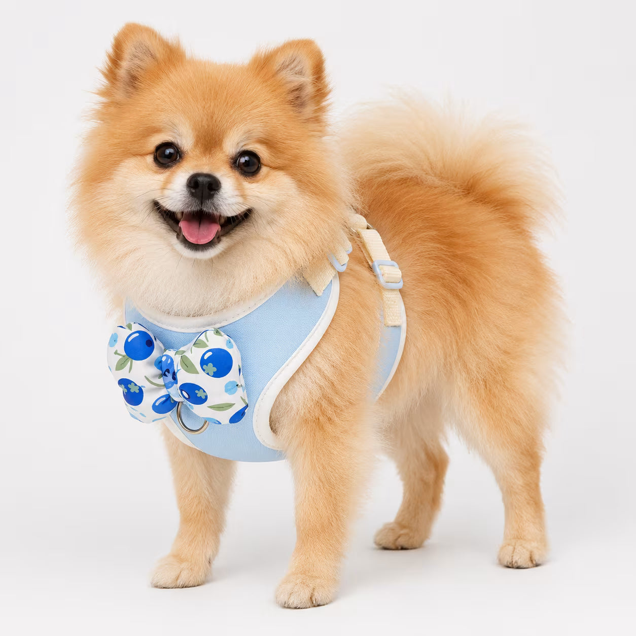 Pomeranian wearing the BloomBow Harness in light blue with a berry-print bow detail on the chest panel.