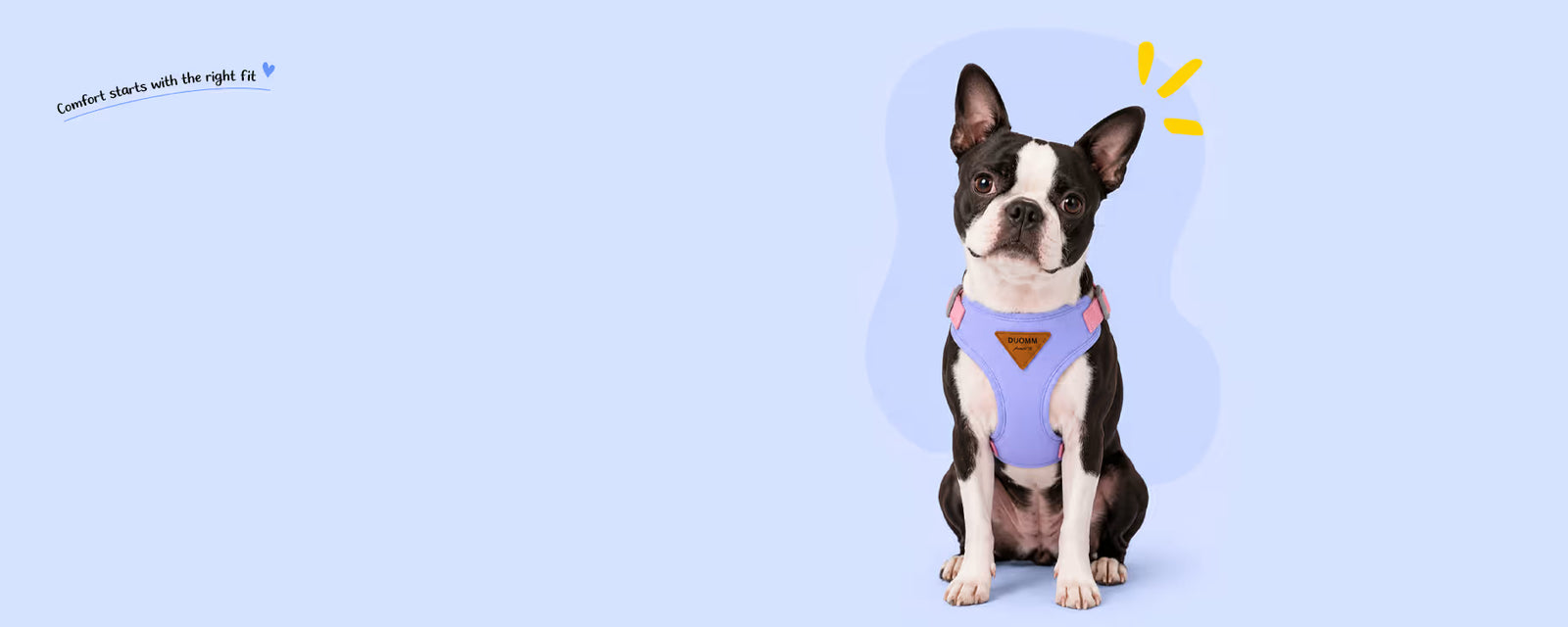 Boston Terrier sitting and wearing a purple vest harness for small dogs on a light blue background