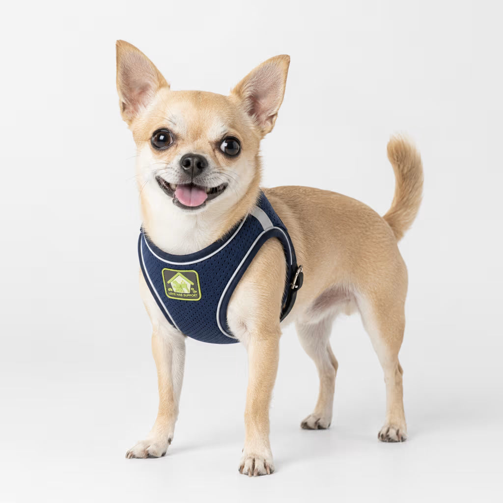 Chihuahua wearing the BreezeVest Harness in navy mesh, shown in three-quarter studio view with chest panel visible.