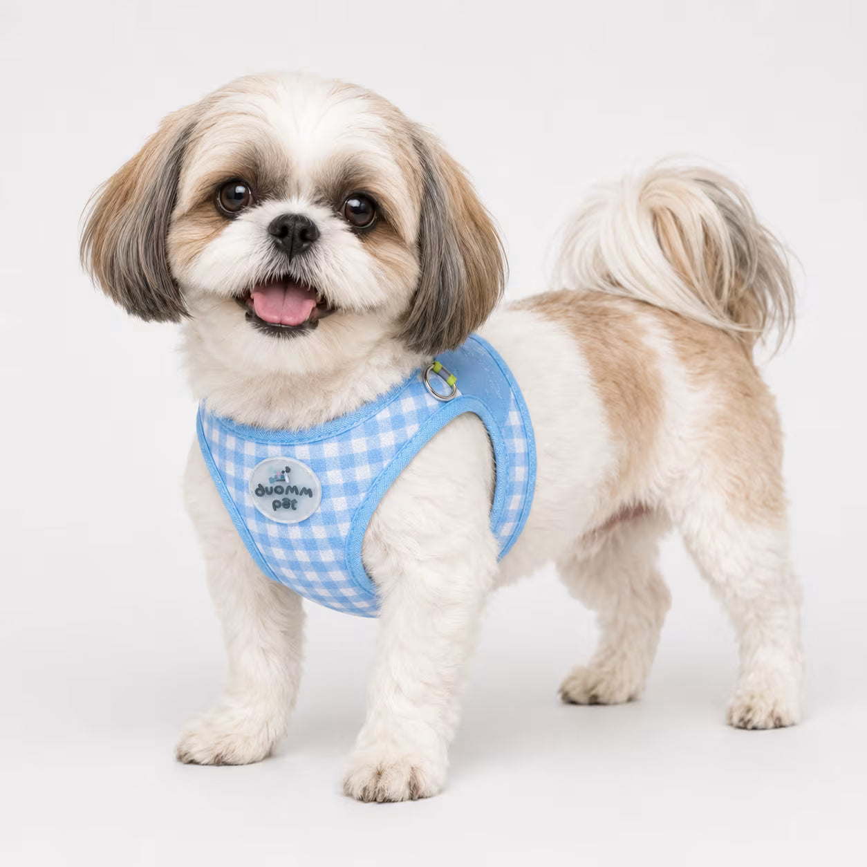 Shih Tzu wearing the CharmWrap Harness in blue gingham with a back D-ring in three-quarter studio view.